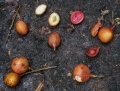 Thumbnail for version as of 19:07, 22 October 2008