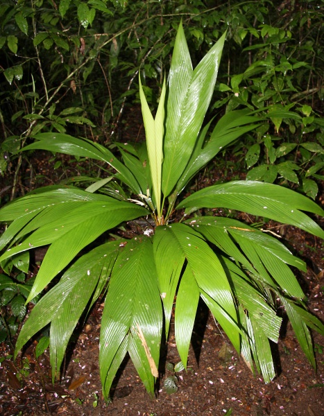 File:IMG 0892b.jpg