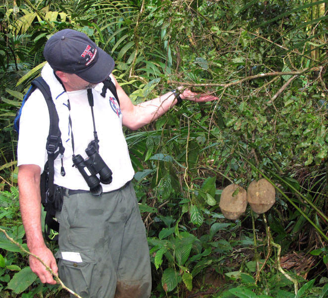 File:Lecythis ampla 41 2011.jpg