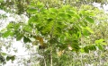 Thumbnail for version as of 16:55, 30 July 2009