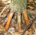 Thumbnail for version as of 14:05, 11 April 2013