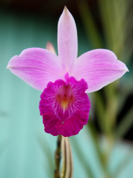 File:IMG 0936b.jpg