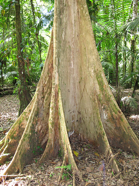File:Buttress Terminalia 2013 1.jpg