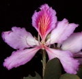 Thumbnail for version as of 18:46, 22 September 2008