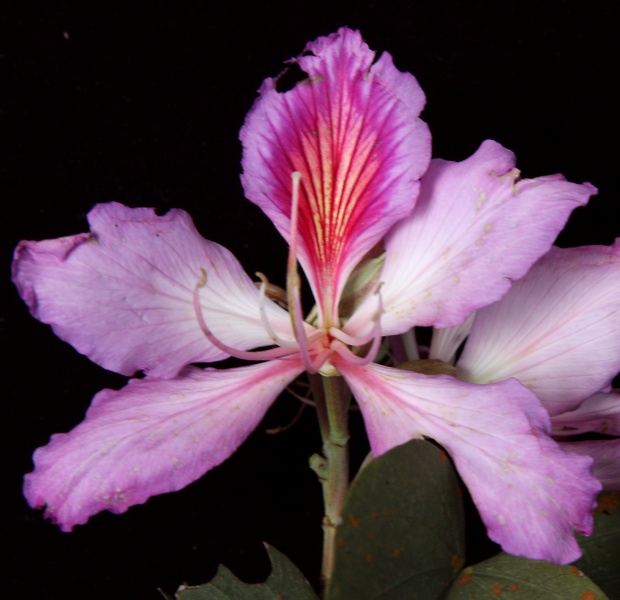 File:IMG 0262b.jpg