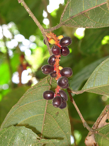 File:Sorocea 2013 2.jpg