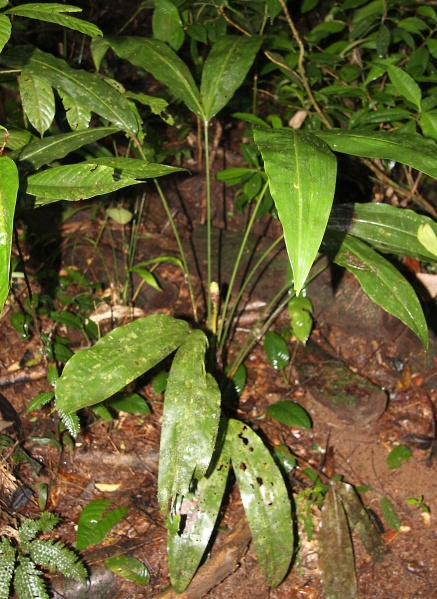 File:IMG 0903b.jpg