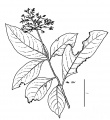 Thumbnail for version as of 16:05, 9 June 2008