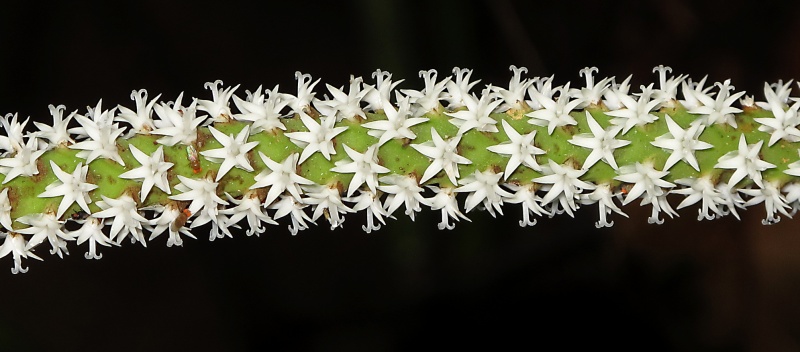 File:IMG 0392.jpg
