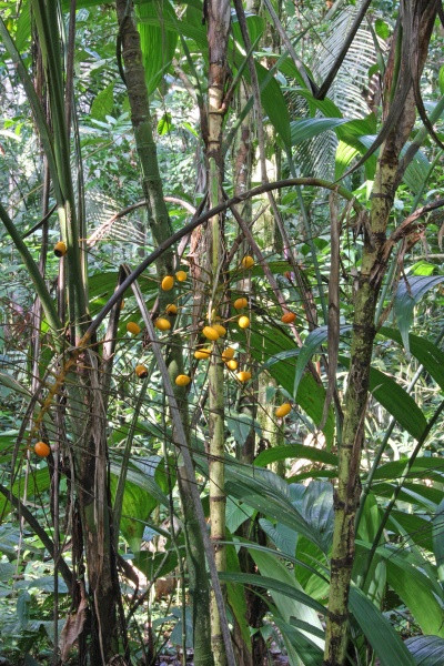 File:Synecanthus infl 3.jpg