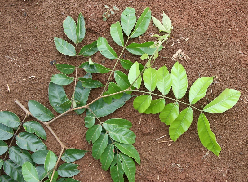 File:IMG 0836b.jpg