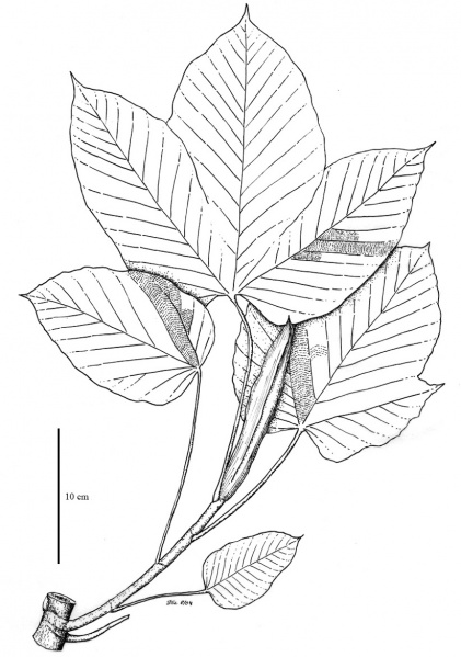 File:Cecropiaceae.jpg