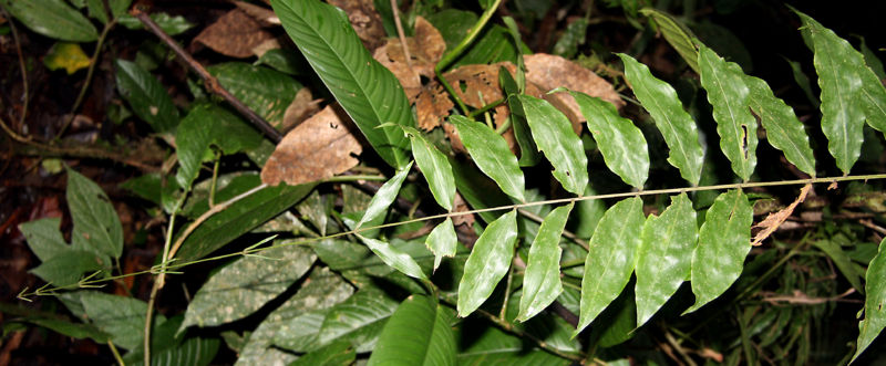 File:Desmoncus leaf 2010 1.jpg