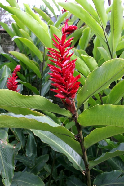 File:IMG 0238b.jpg