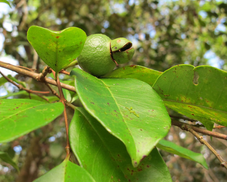 File:Psidium fredirichsthalianum 4.jpg