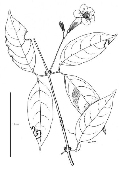 File:Bignoniaceae.jpg