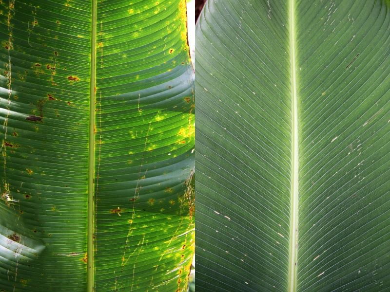 File:Heliconia Calathea comparison.jpg