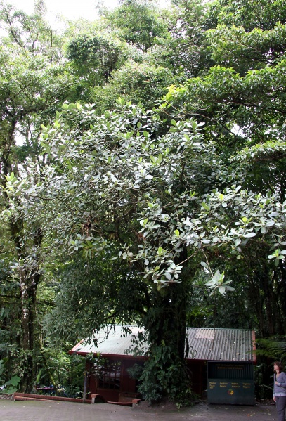 File:IMG 0307b.jpg