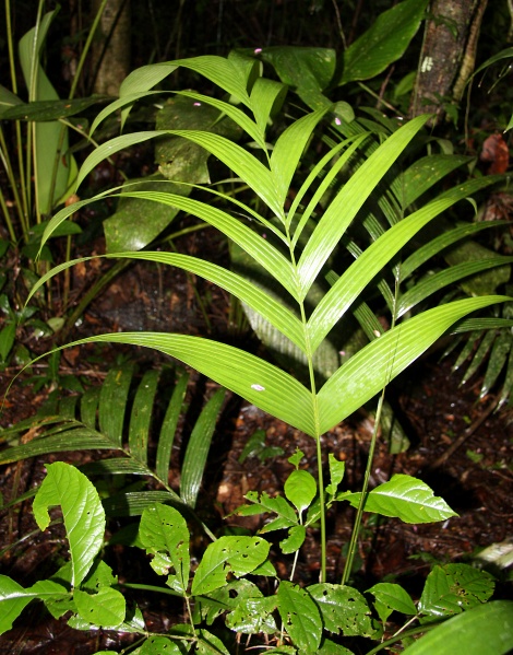 File:IMG 0891b.jpg