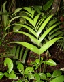 Thumbnail for version as of 17:55, 24 September 2008