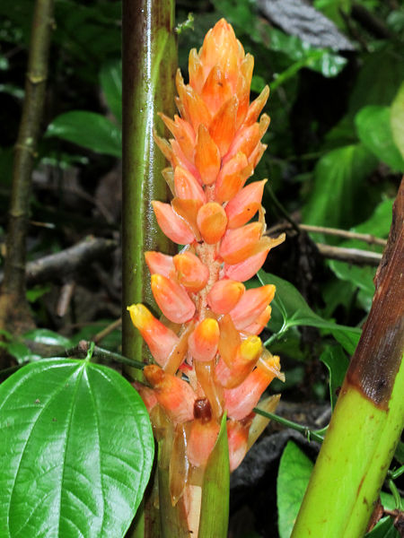 File:Ginger 2014 01.jpg