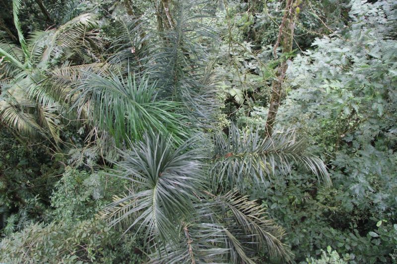 File:Canopy Astrocaryum confertum 1 2011.jpg