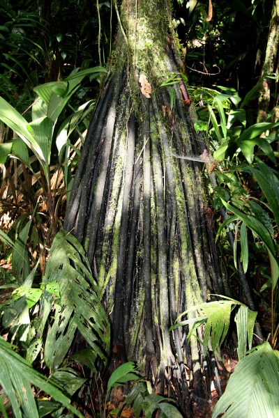 File:Iriartea roots 2.jpg