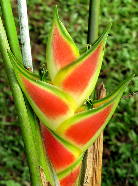 File:Heliconia wagneriana 2013 1.jpg