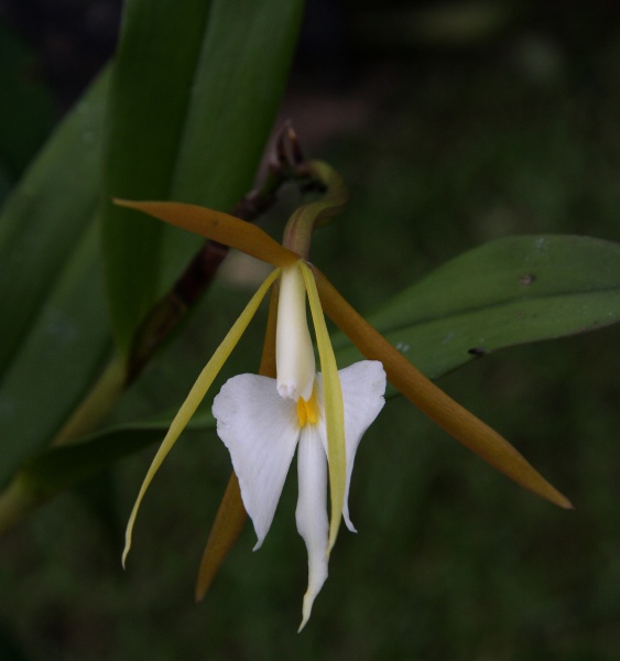 File:Orchidaceae 1.jpg