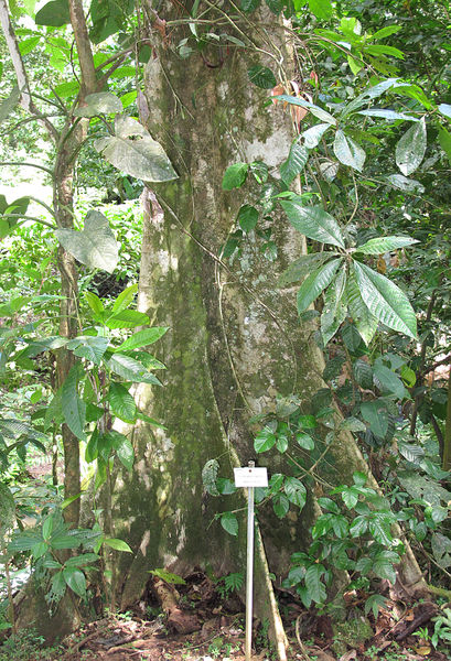 File:Pterocarpus hayesii buttress 2-13 1.jpg