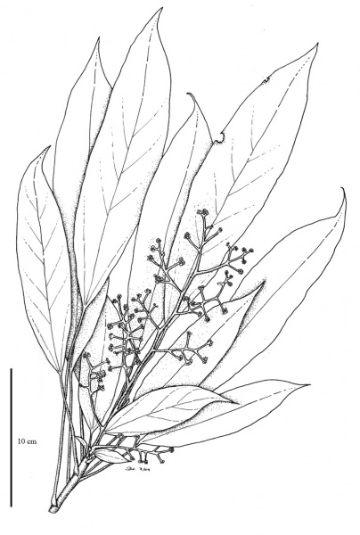 File:Araliaceae.jpg