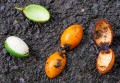 Thumbnail for version as of 20:02, 14 December 2010