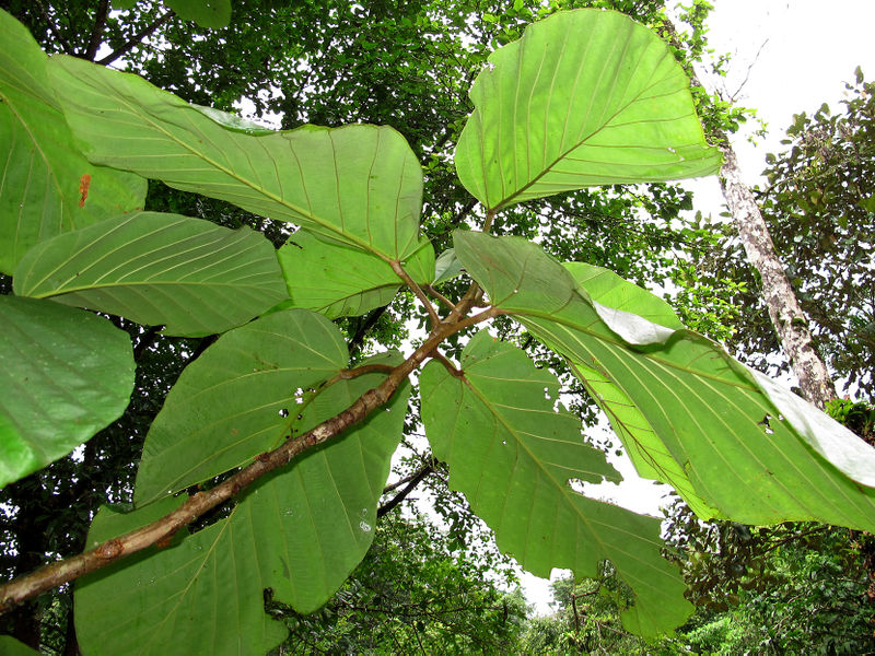 File:Coussapoa nymphaeifolia 2014 2.jpg