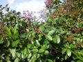 Thumbnail for version as of 14:35, 3 August 2009
