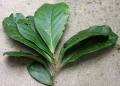 Thumbnail for version as of 18:56, 22 September 2008