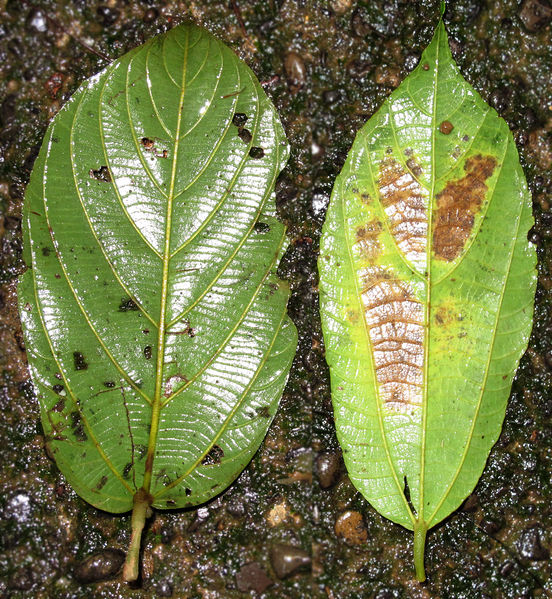 File:Apieba-Goethalsia 2014 01.jpg