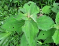 Thumbnail for version as of 19:27, 14 December 2010