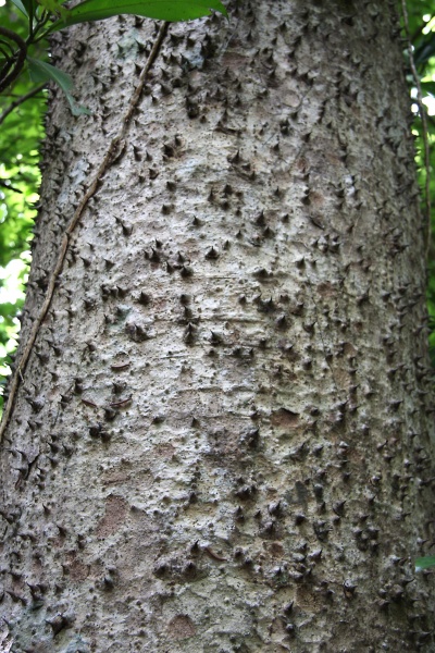 File:IMG 0652b.jpg