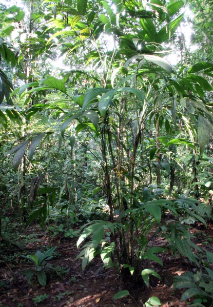 File:Synecanthus 1a.jpg
