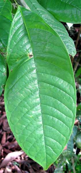 File:IMG 0478 copy.jpg