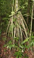 Thumbnail for version as of 17:53, 24 September 2008