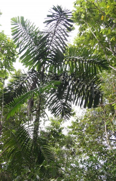 File:Iriartea 1.jpg