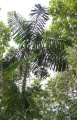 Thumbnail for version as of 19:59, 30 July 2009