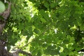 Thumbnail for version as of 19:13, 22 September 2008