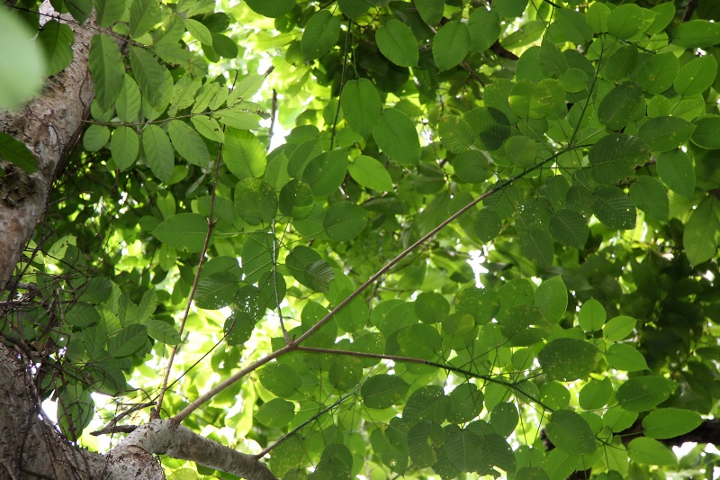 File:IMG 0659b.jpg