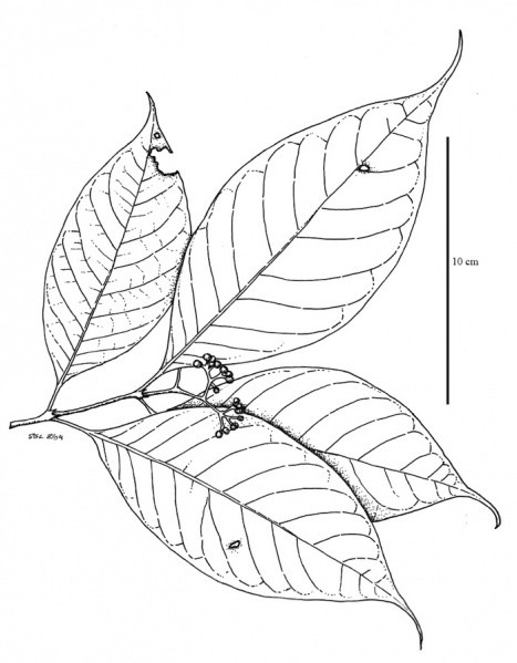 File:Rubiaceae.jpg