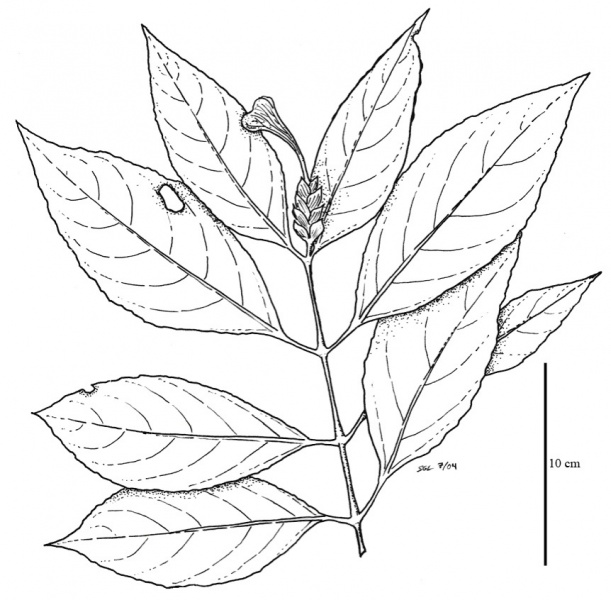 File:Acanthaceae.jpg