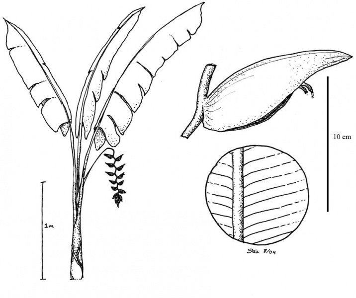 File:Heliconiaceae.jpg