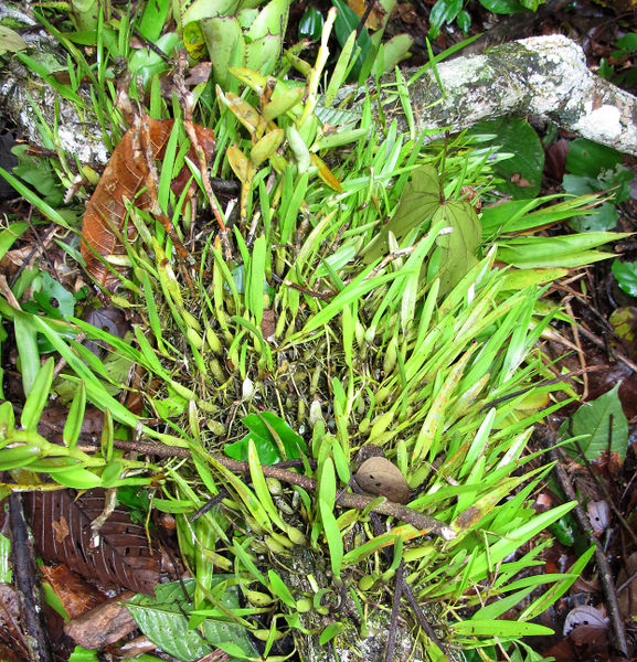 File:Orchids 2014 3.jpg