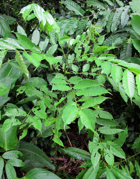 File:Spondias radlkoferi 2010 1.jpg